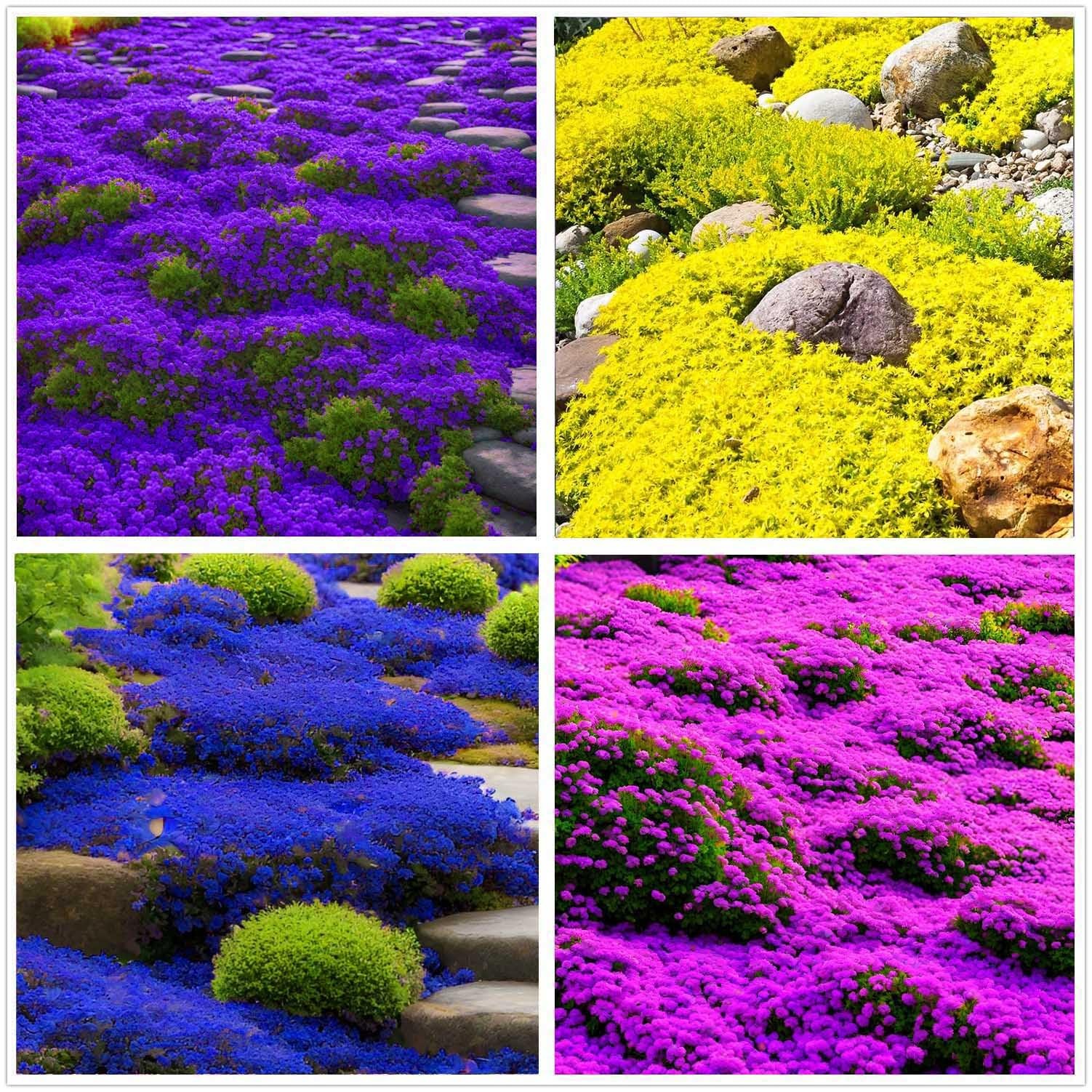 20000+ Mix Pink Purple Creeping Thyme Seeds for Planting mixed color
