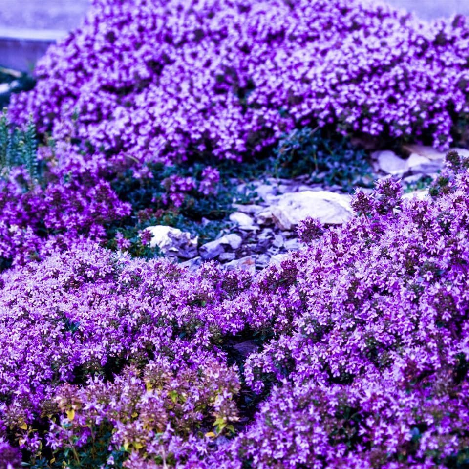 20000+Creeping Thyme Seeds for Planting Outdoor-Heirloom Thymus Serpyllum Ground