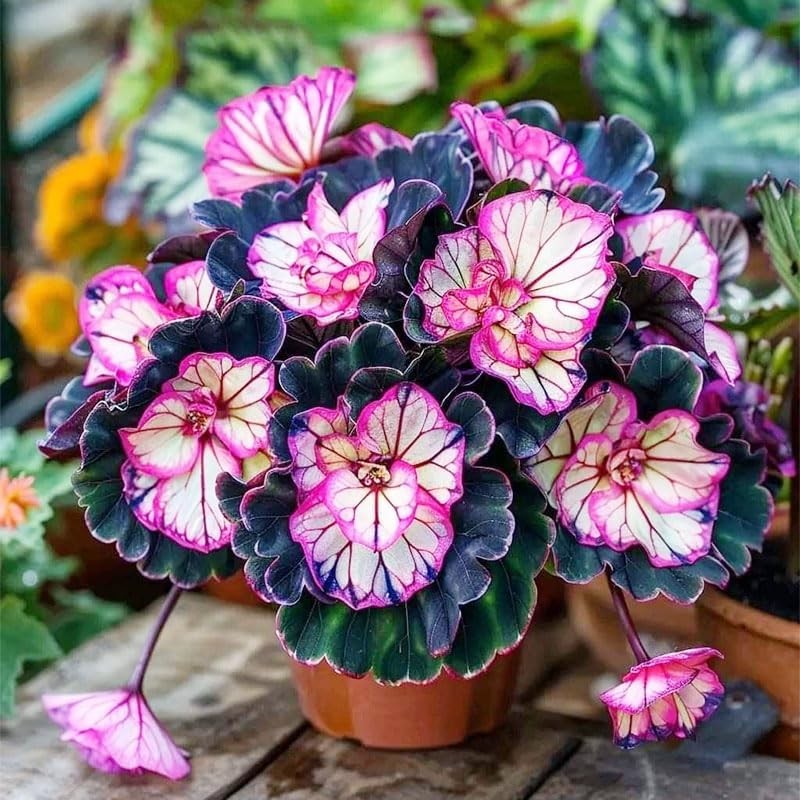 120+ Mix Begonia Seeds for Planting-Non-GMO Heirloom Plant Seeds Garden Outdoor