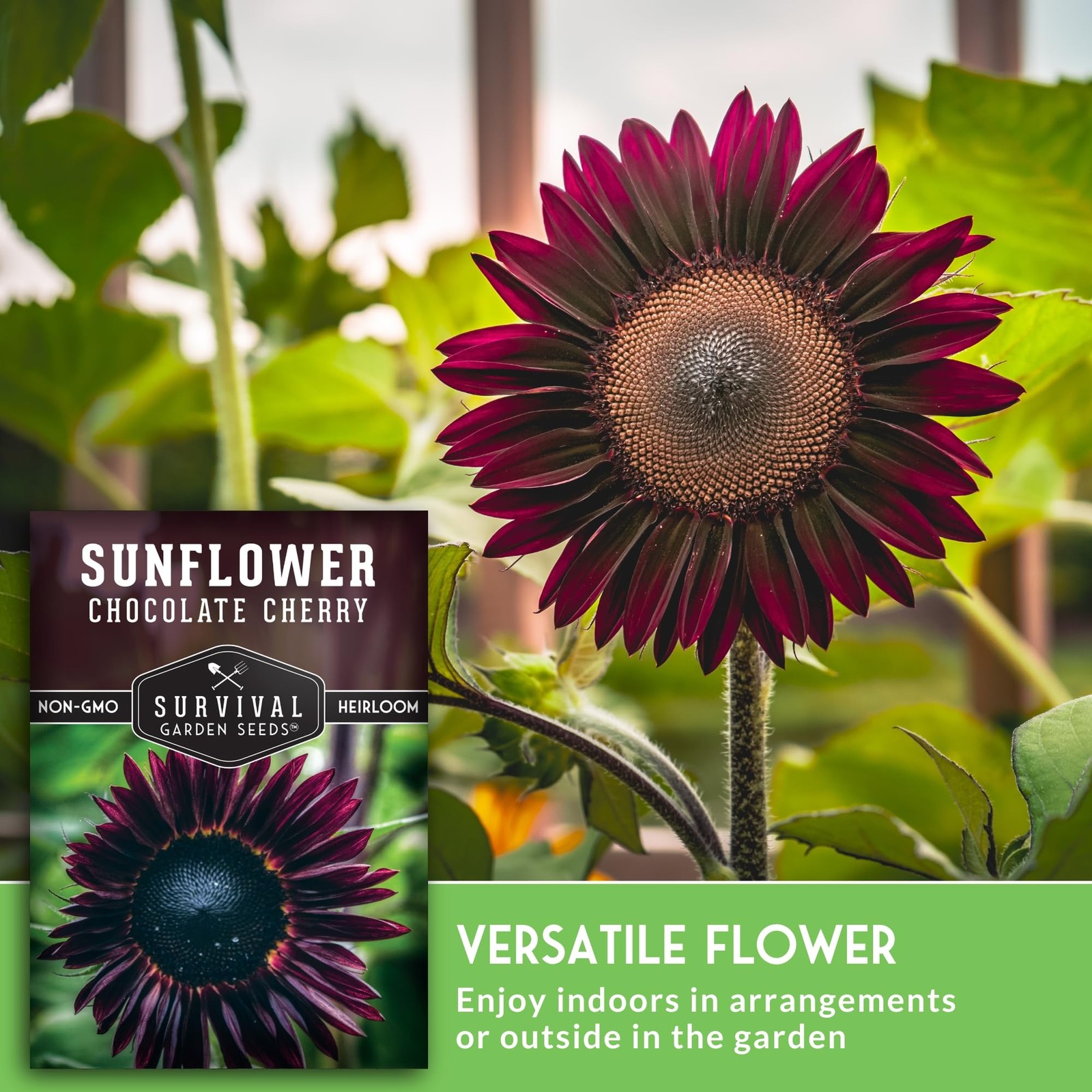Chocolate Cherry Sunflower Seeds for Planting | Rare Burgundy Black burgundy