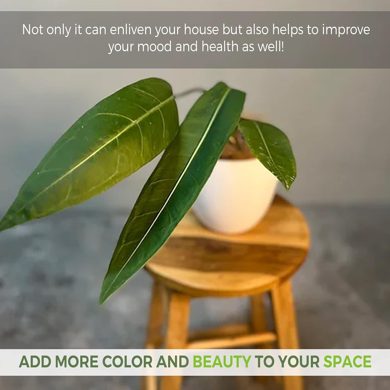 Anthurium SP Morona by LEAL PLANTS ECUADOR Green Live indoor Plants|House Plants