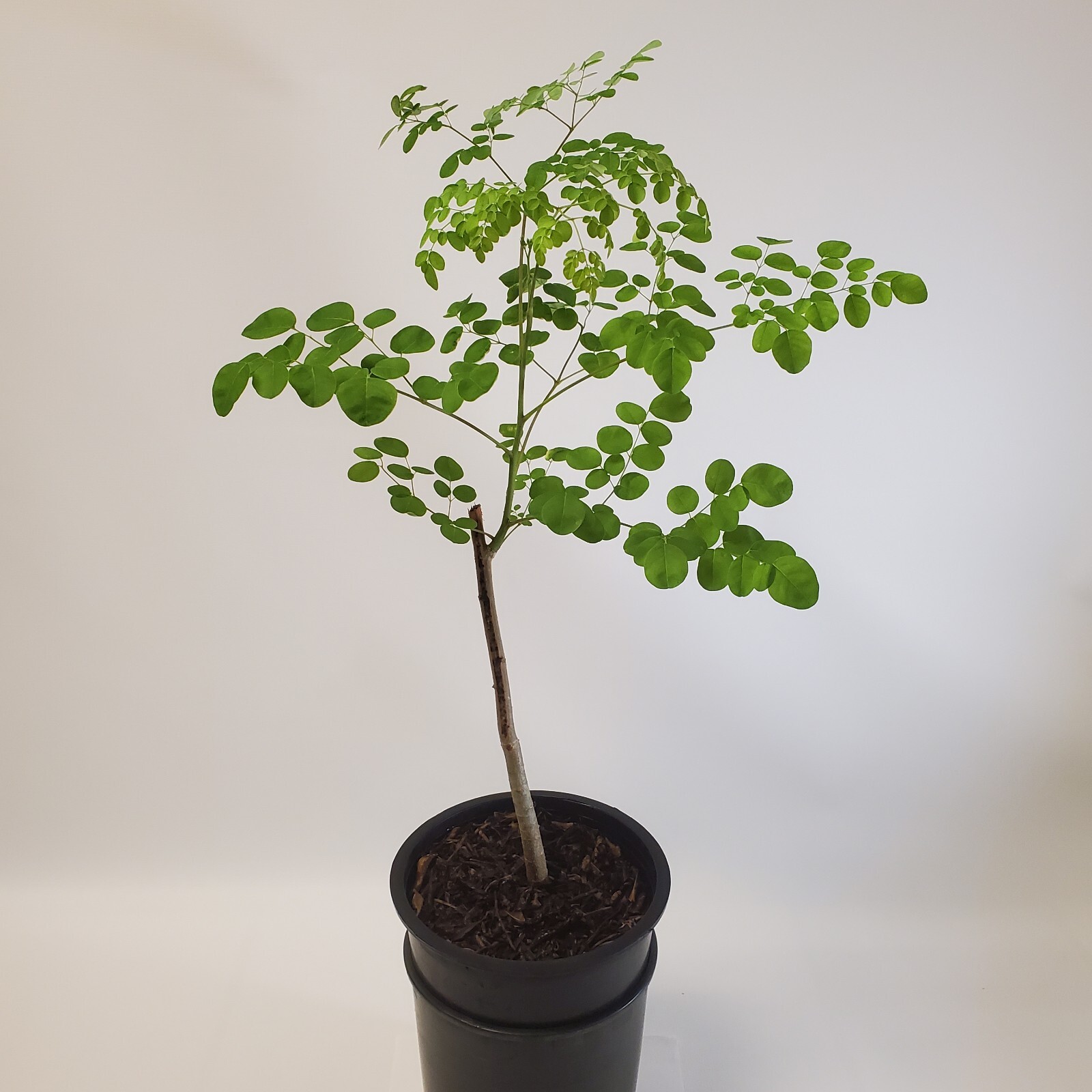 2-3ft Grown Moringa Oleifera Potted Tree 6 Months Old Nutritious Edible Leaves
