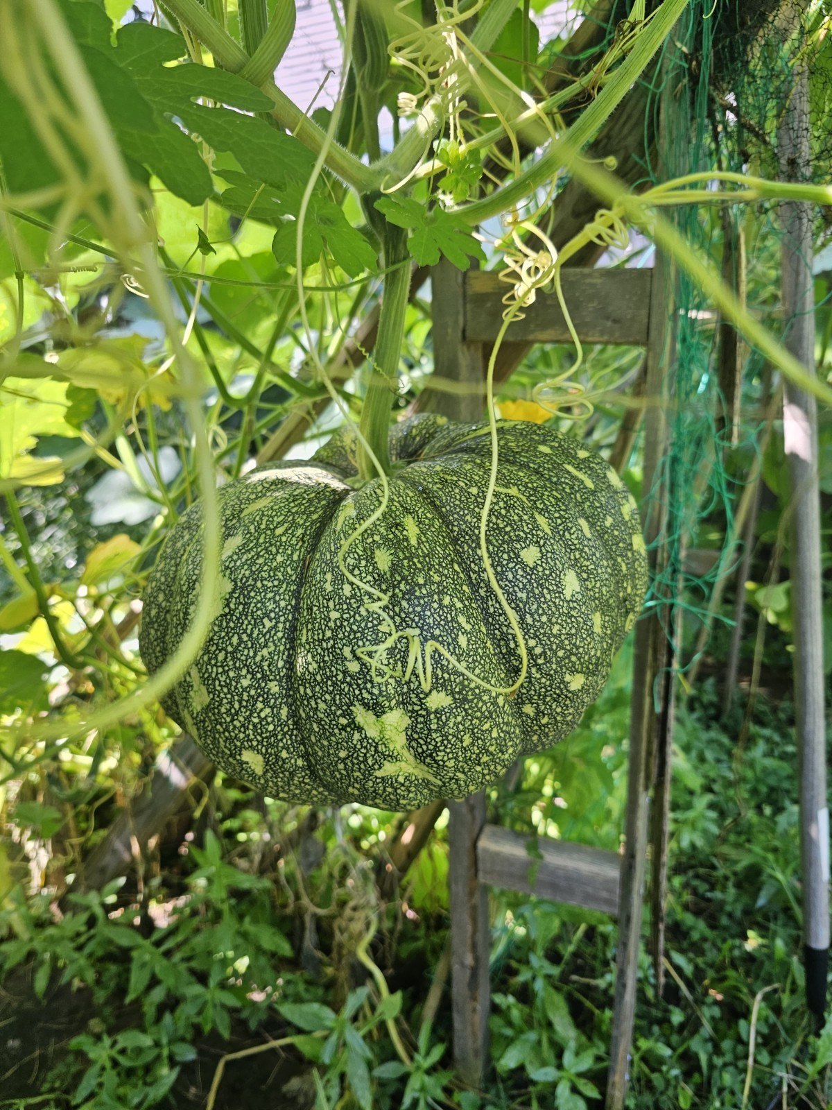 Pumpkin – Bangladeshi/Indian Pumpkin- 20 Indian Pumpkin Seeds- Grown in NJ