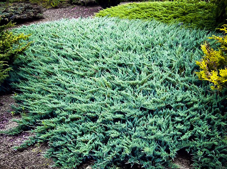Juniper Blue Rug Juniperius 15 Plants in 3-1/2 inch Pots