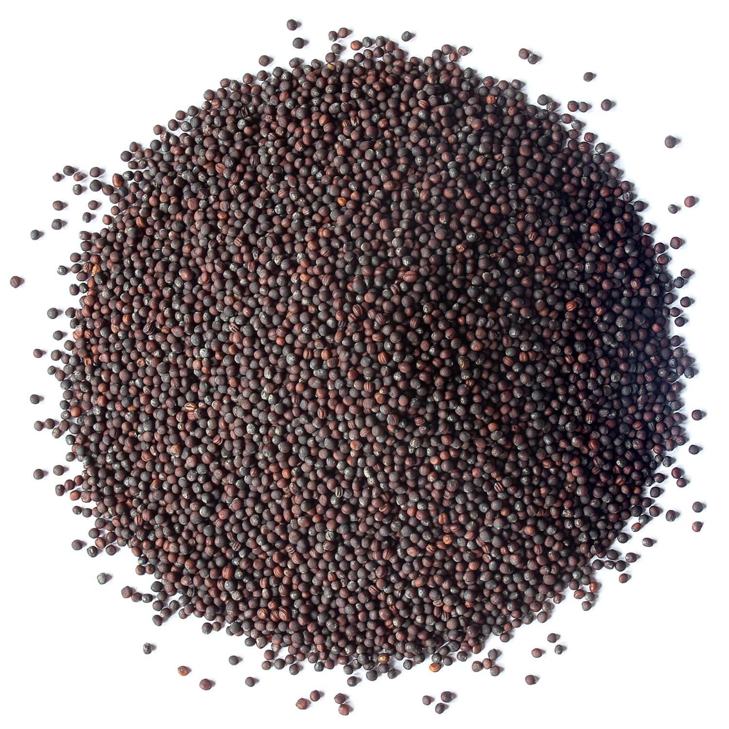 Food To Live Organic Broccoli Seeds For Sprouting 4 Pounds Non-Gmo Vegan Kosher