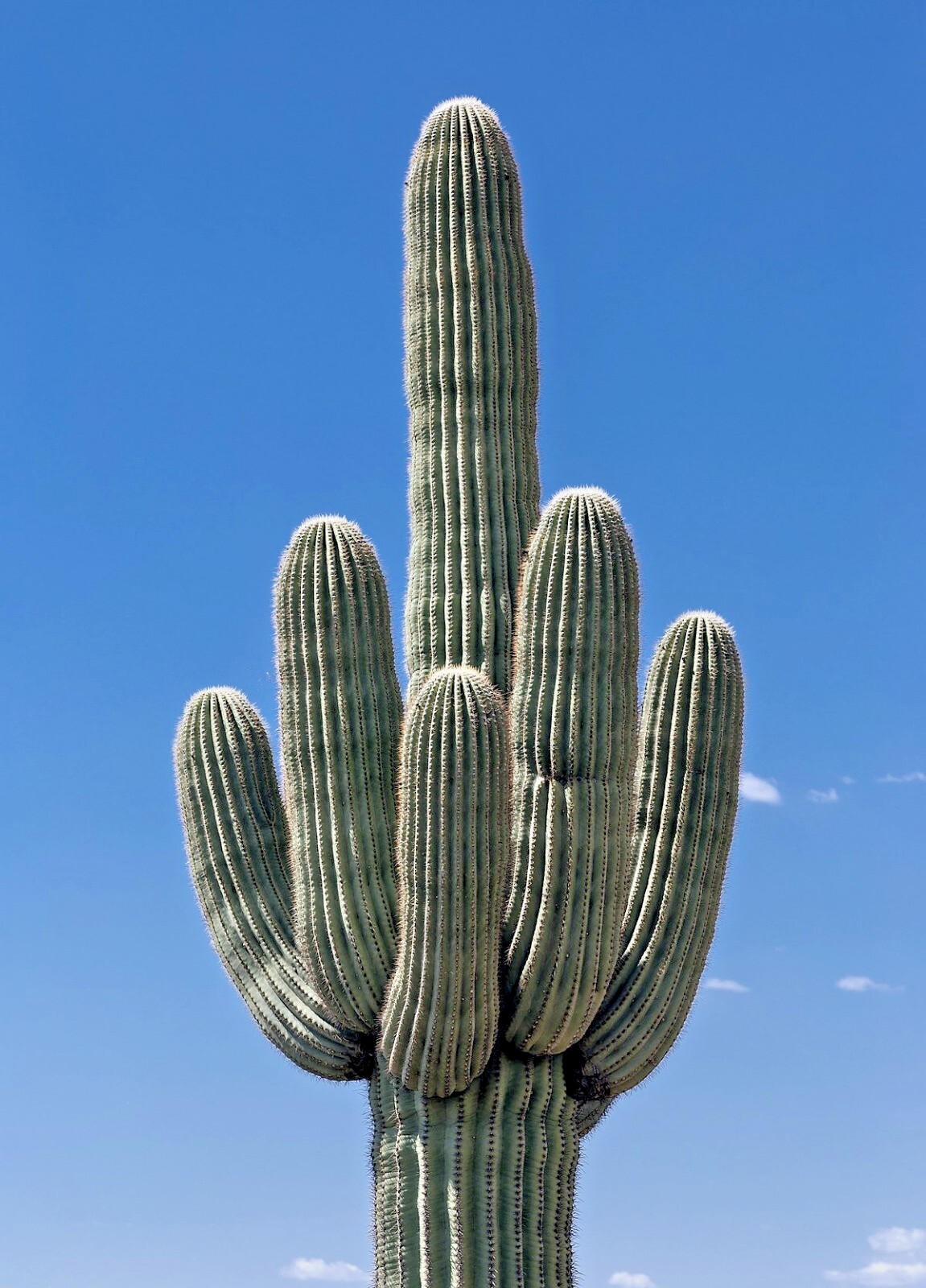 10 SAGUARO GIANT CACTUS SEEDS (Carnegiea gigantea) “Tree like Cacti” Hardy-8