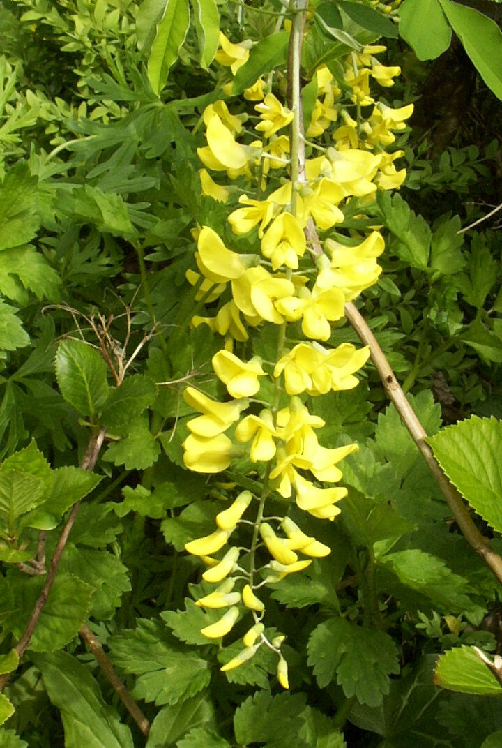 GOLDEN CHAIN TREE 50 SEEDS, LABURNUM ANAGYROIDES