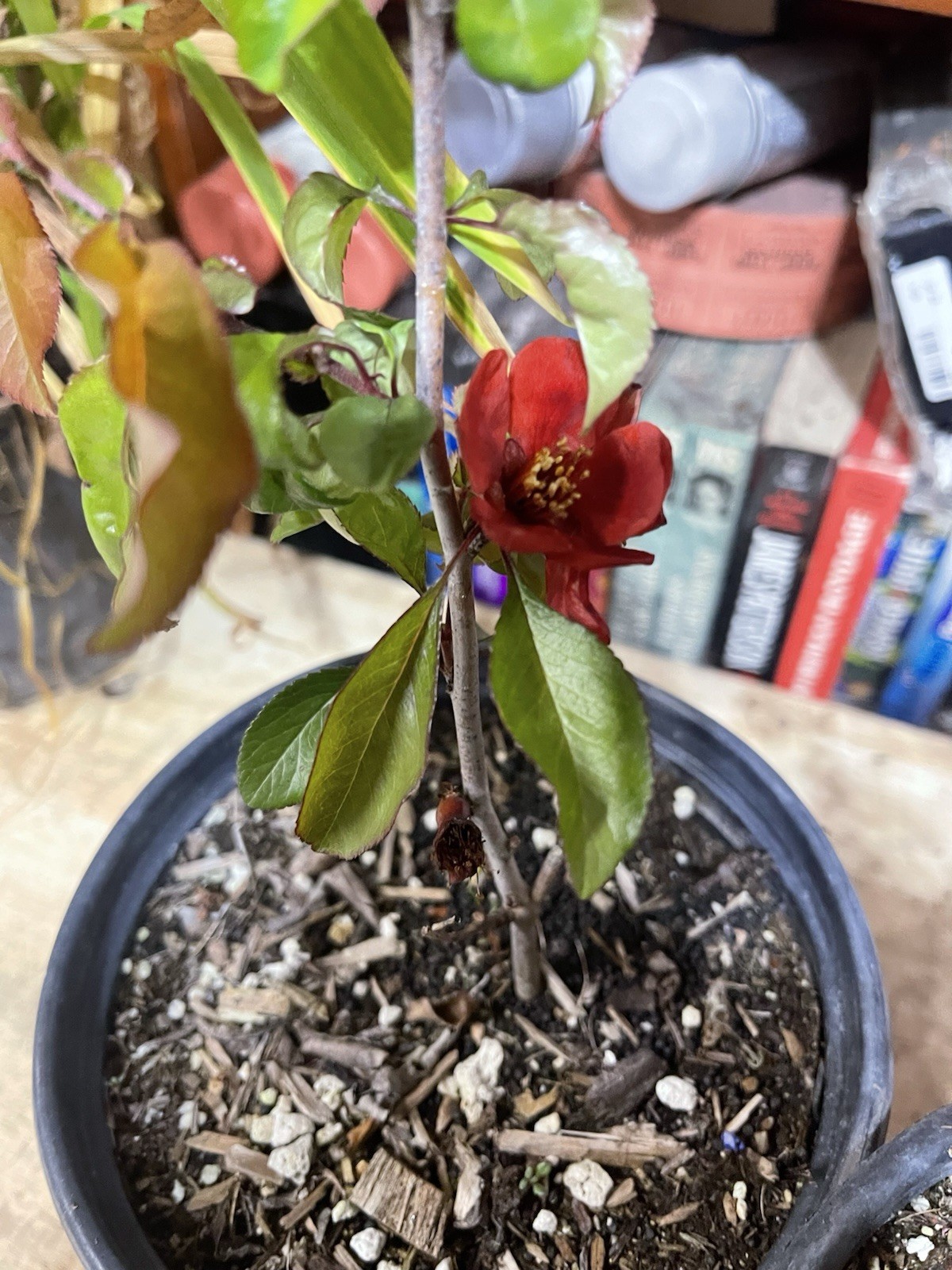 Chaenomeles Texas Scarlet Red Quince 1 G. Live 6-8” Flower Plant Bush Bonsai