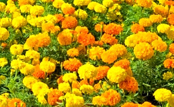Crackerjack Marigold Seed NON-GMO 4″ Blooms, Insect Repellant & Bright Colors