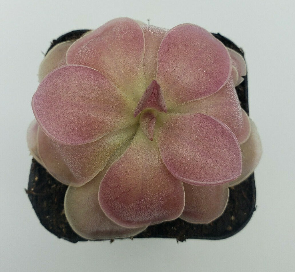Pinguicula “Kewensis” (Butterworts) carnivorous plant