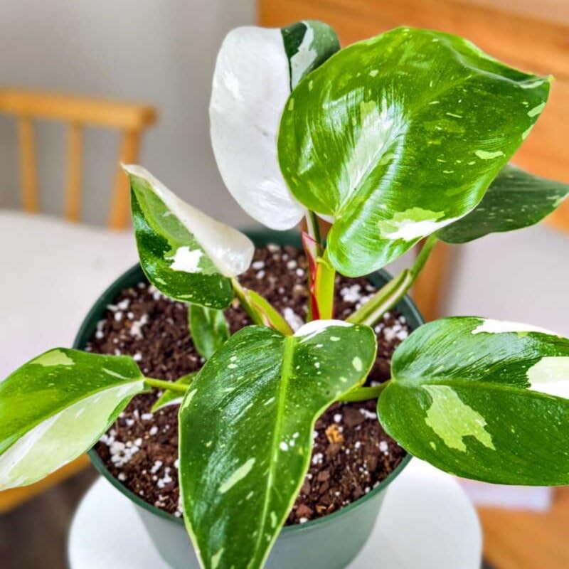 2 Pink Philodendron Plants, Variegated Leaf Houseplant