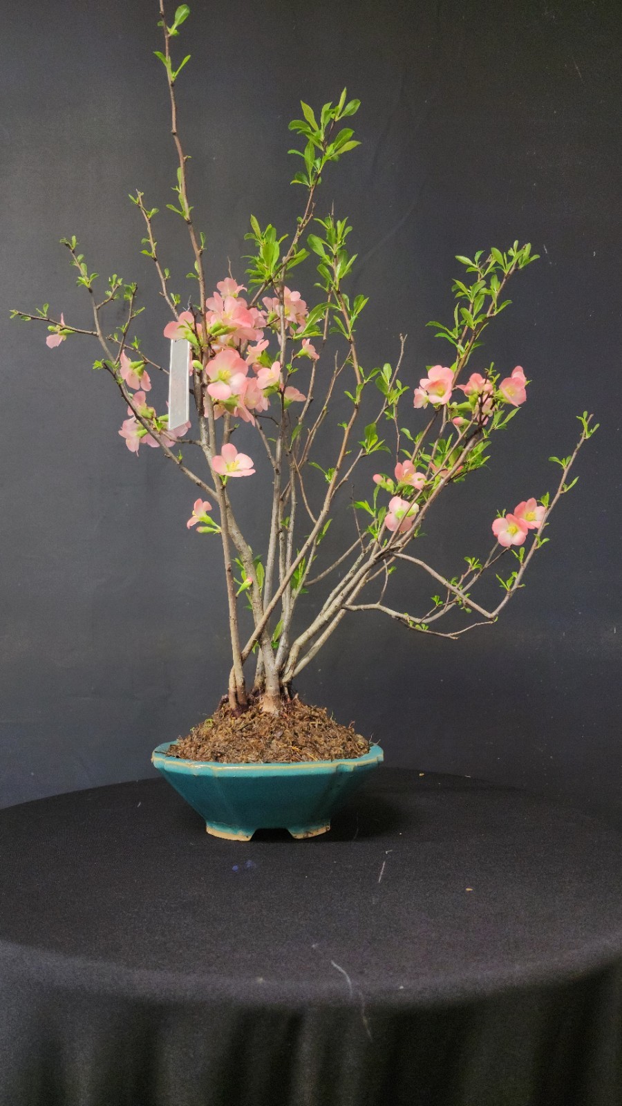 Flowering Quince Bonsai Tree 24″ Tall In Glazed Chinese Pot