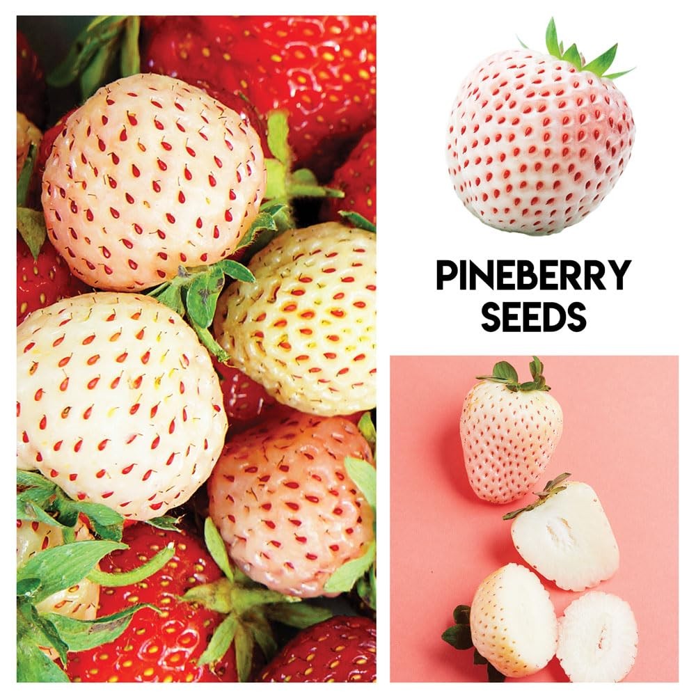 Fruit Garden Seeds Kit for Growing – red purple blue green orange yellow