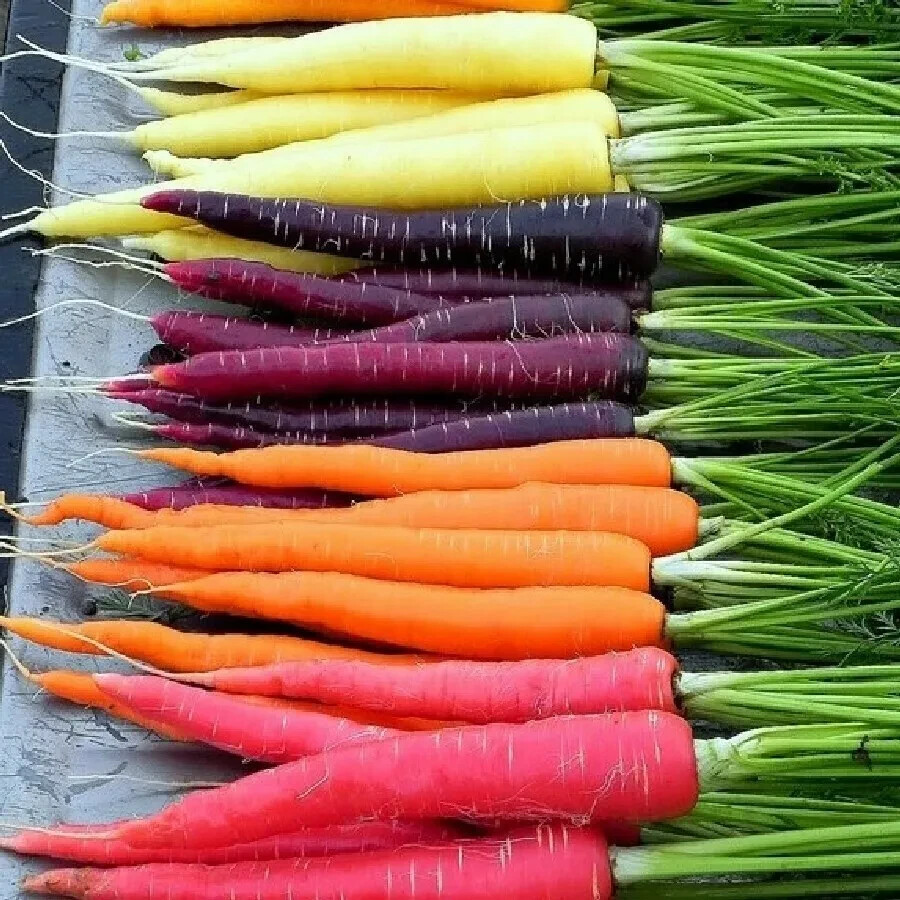 25-35 RAINBOW CARROT SEEDS ~ heirloomseedguy ~ 2025 ~ NON-GMO