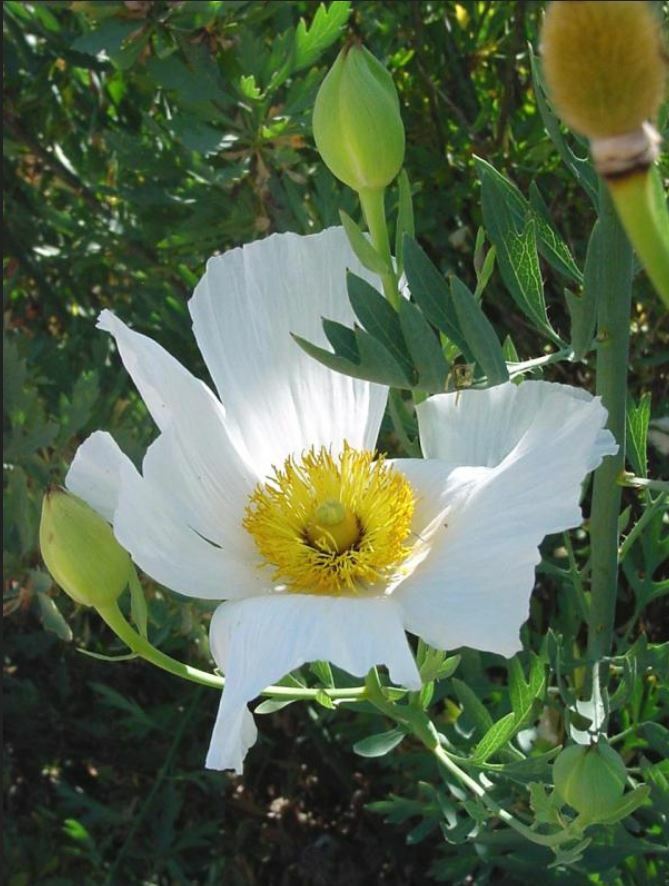 RARE ORGANIC MATILIJA ROMNEYA POPPY SEEDS NEW HARVEST 150 FRESH SEEDS