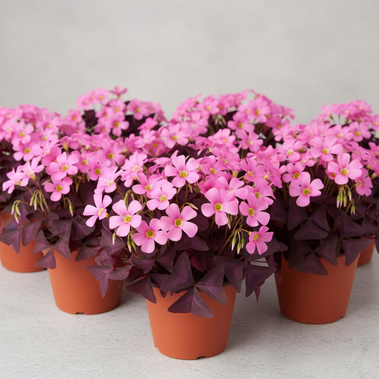 12 Purple Shamrock Bulbs Oxalis Triangularis for Planting, Flower