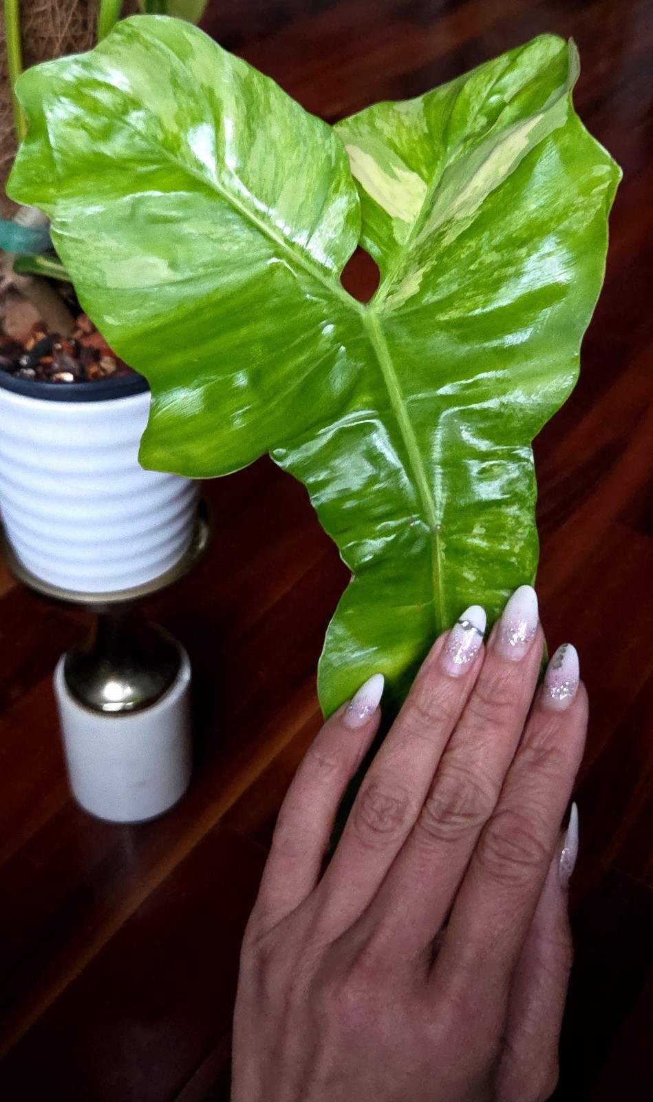 Rare XL Philodendron Florida Beauty X Paraiso Verde 28″ Wide 14″ Leaf Monstera
