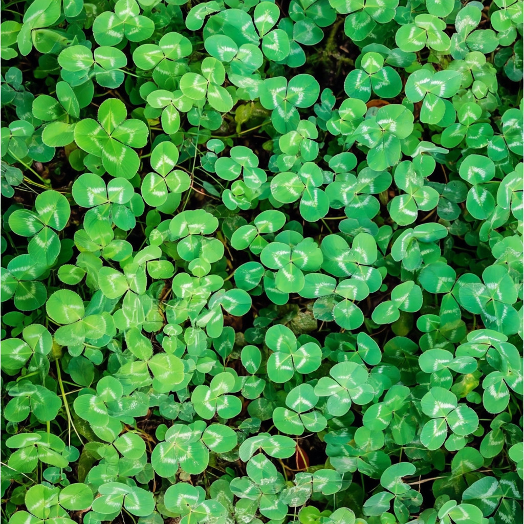 Strawberry Palestine Clover 800 Seeds | Heirloom Trifolium for Soil & Forage