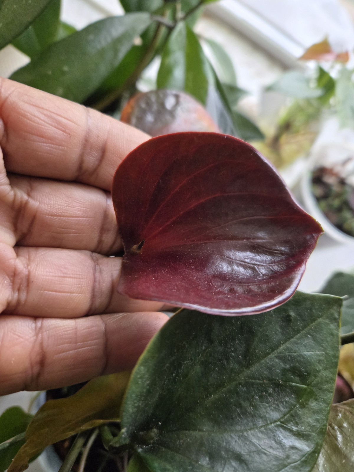Anthurium Ace Of Hearts Rare Plant