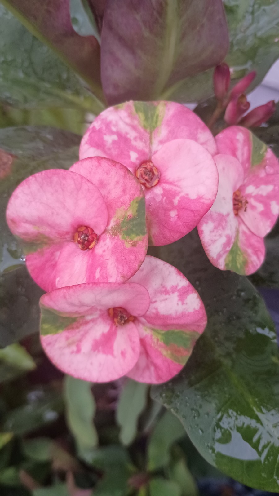 Black Pearl Crown of Thorns Cutting (1 count/No Roots) Perla Negra