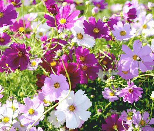 COSMOS SENSATION MIX Cosmos Bipinnatus – 5,500 Bulk Seeds