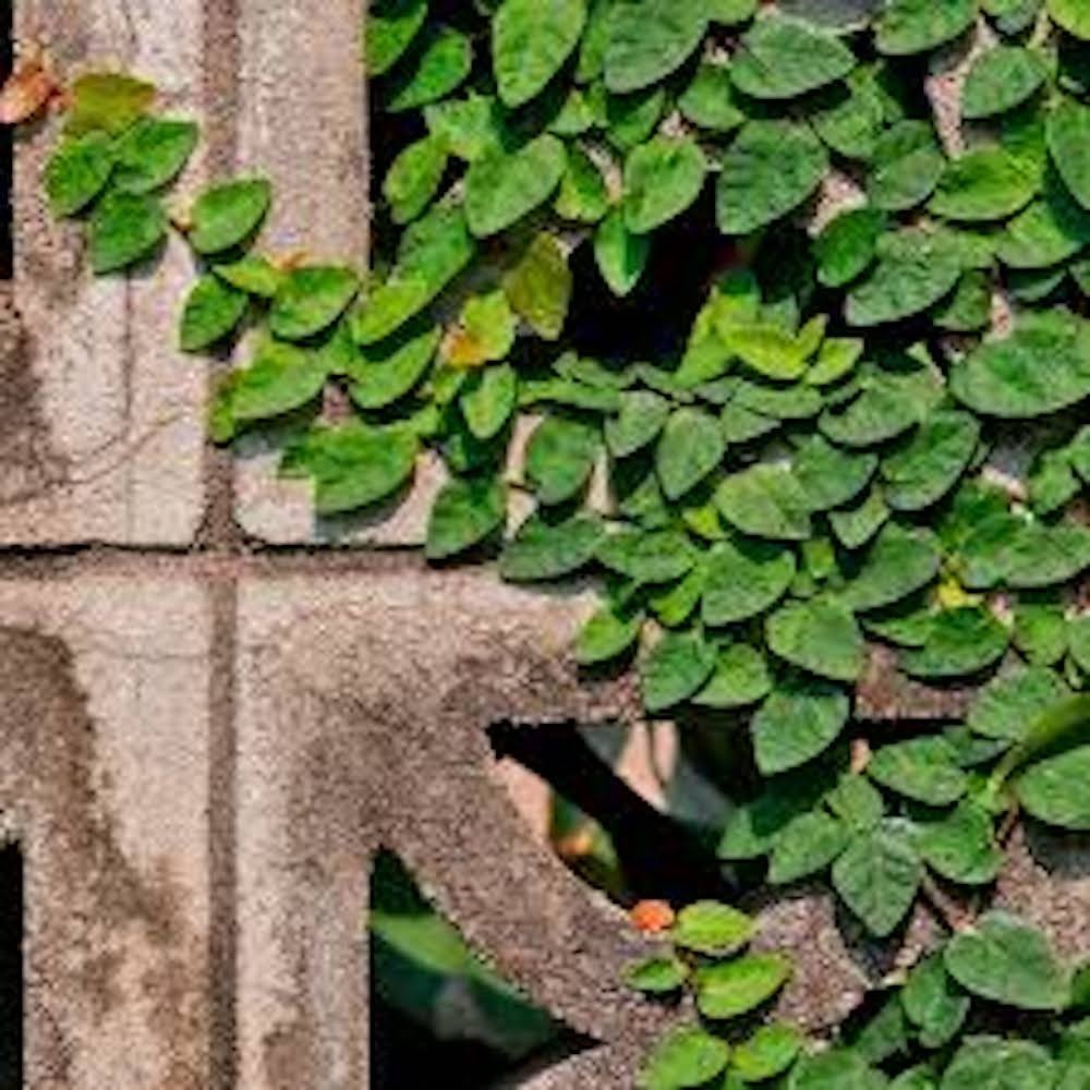 5 Creeping Fig Ficus pumila Starter Plants Vines