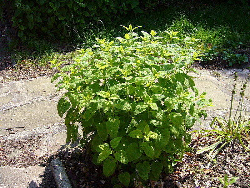 Lemon Balm Great Garden Herb by Seed Kingdom 1 Lb Seeds