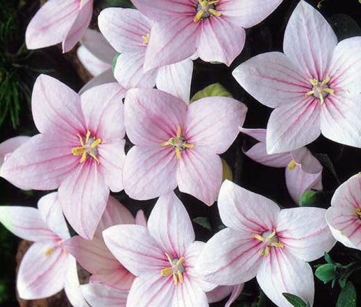 BALLOON FLOWER ROSE Platycodon Grandiflorus – 300 Bulk Seeds