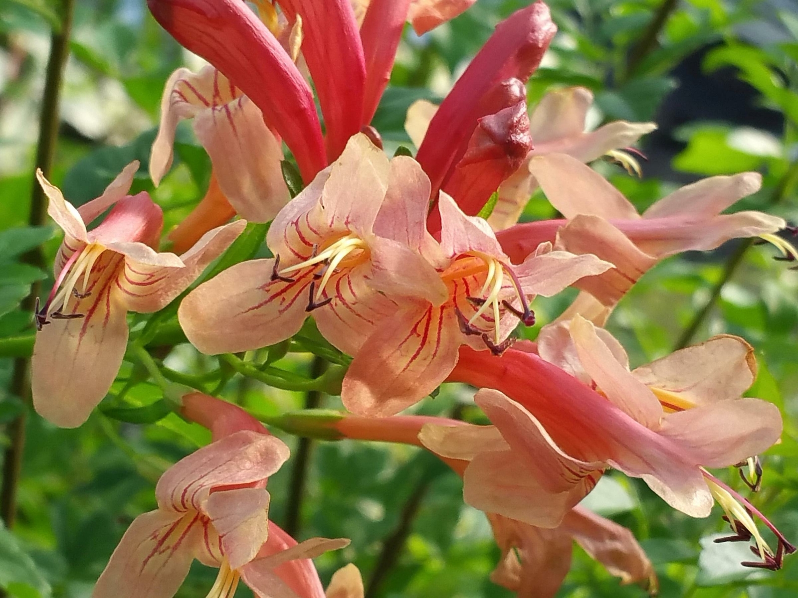 MANGO Cape Honeysuckle Plant Peach Apricot Bloom Rare Color Attracts Hummingbird