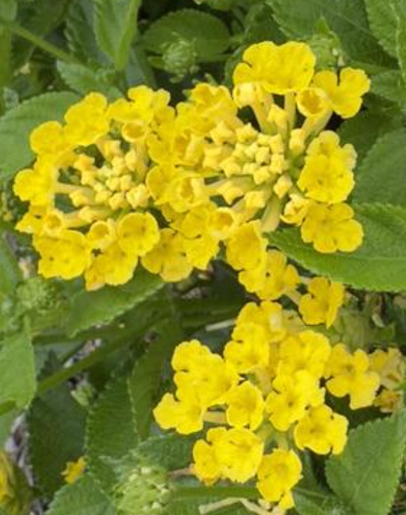‘Lantana Craze’ Combo Live Annual Starter Plants/Plugs, 4 “babies”, 4 Varieties