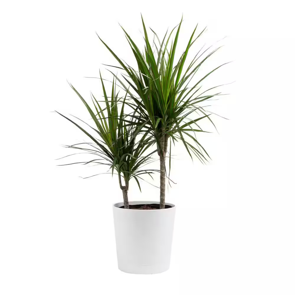 Marginata Indoor Plant in 10 In. Decor Pot, Avg. Shipping Height 2-3 Ft. Tall