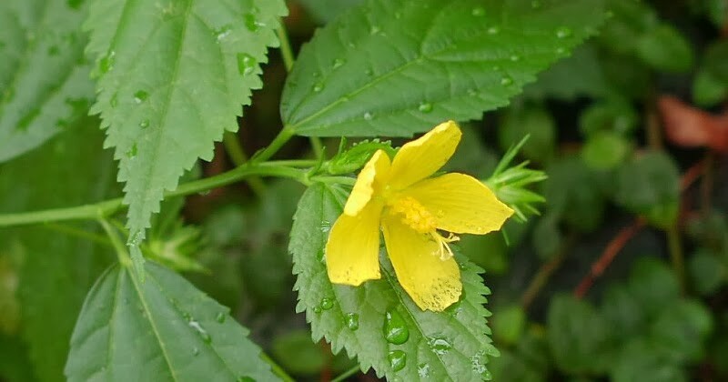 Pavonia spinifex | Prickly Rose Mallow | 10_Seeds