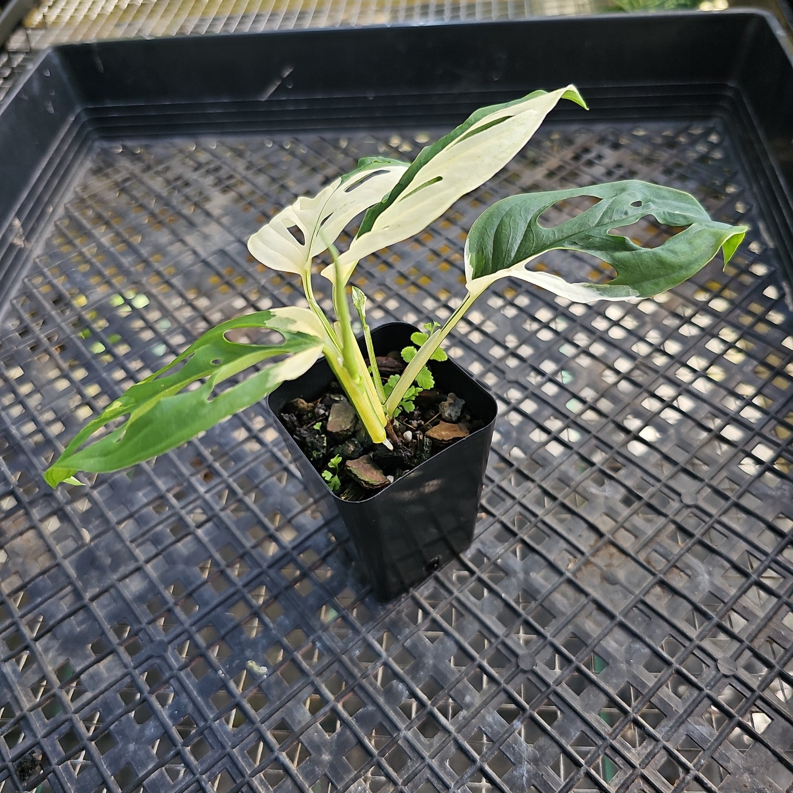 Monstera Adansonii Laniata Albo Variegated 2.5″ pot, Fedex 2day*