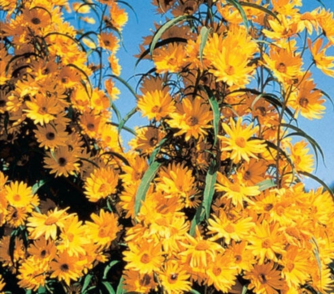 Maximillion Perennial Sunflower Seeds- Sun Choke- Jerusalem Artichoke- 100 Seeds