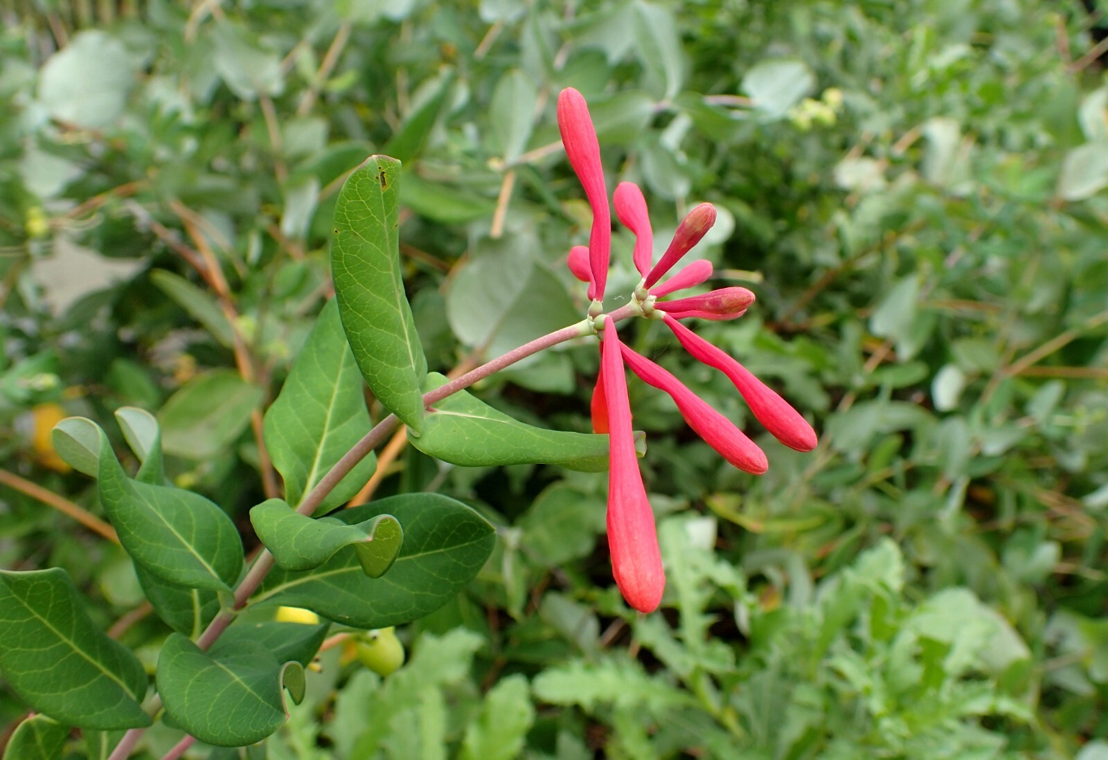 3 Trumpet Honeysuckle Major Wheeler Lonicera sempervirens in 3.5 in. pot, 3 pots