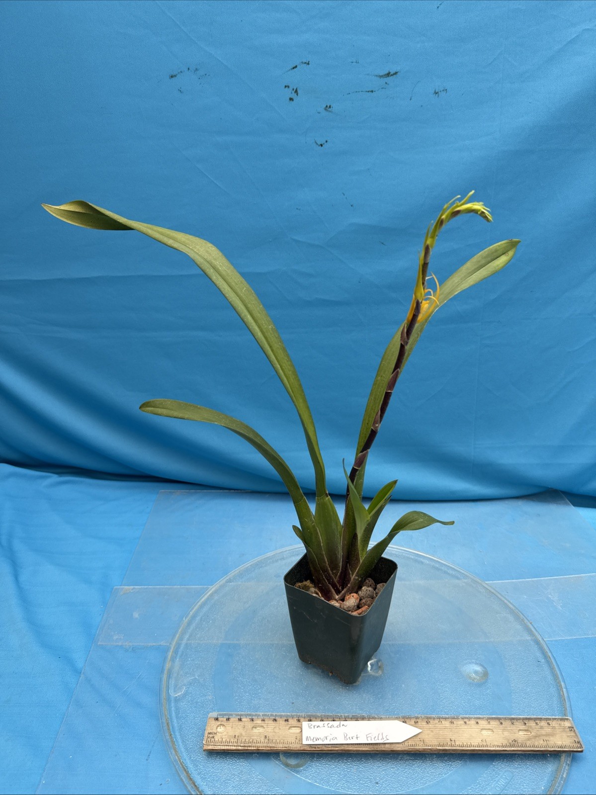 Brassada Memoria Bert Fields SPIKING Orange Spotted Orchid Hybrid 4” Pot