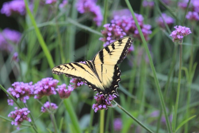 VERBENA bonariensis PURPLETOP VERVAIN Tender Perennial Purple Non-GMO 500 Seeds!