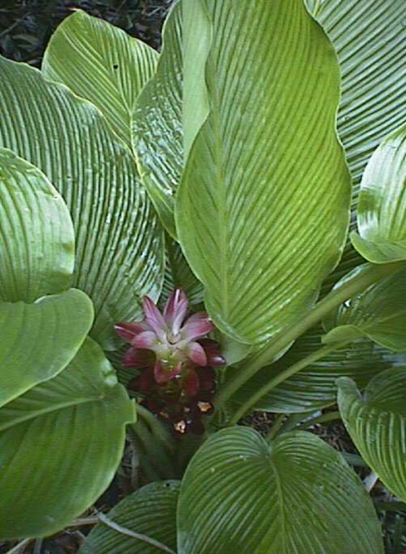 Ginger Curcuma Petiolata Hidden Pink Flowering 1 Plant Start Rhizome Easy Grow