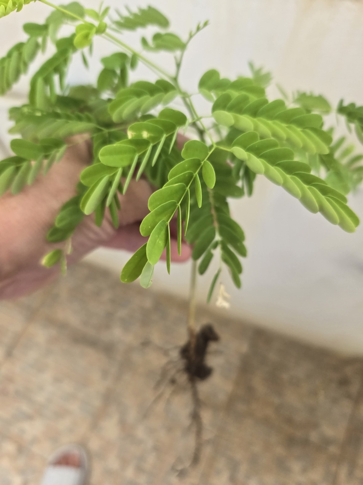 Live seedling Flamboyant from Puerto Rico Poinciana Flame Tree 6″ Delonix