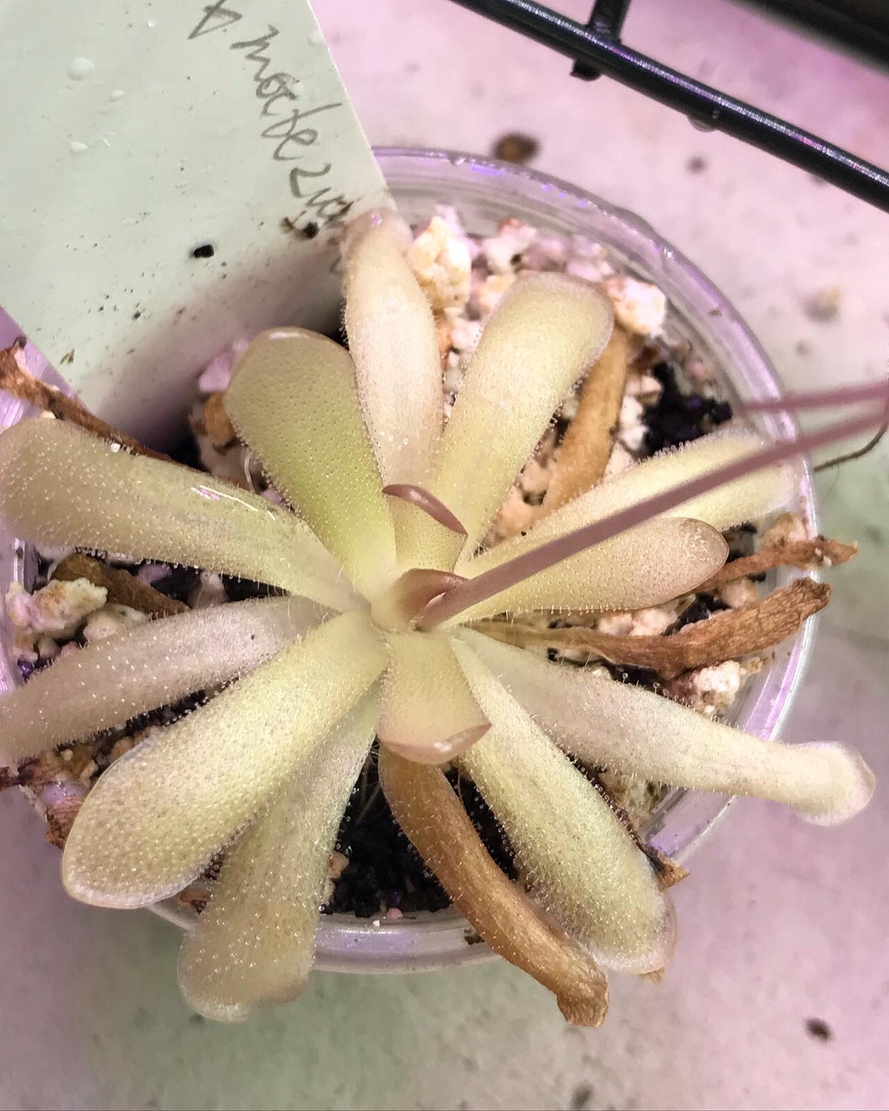 Pinguicula (rotundiflora x gracilis) x moctezumae SG Butterwort, Carnivorous
