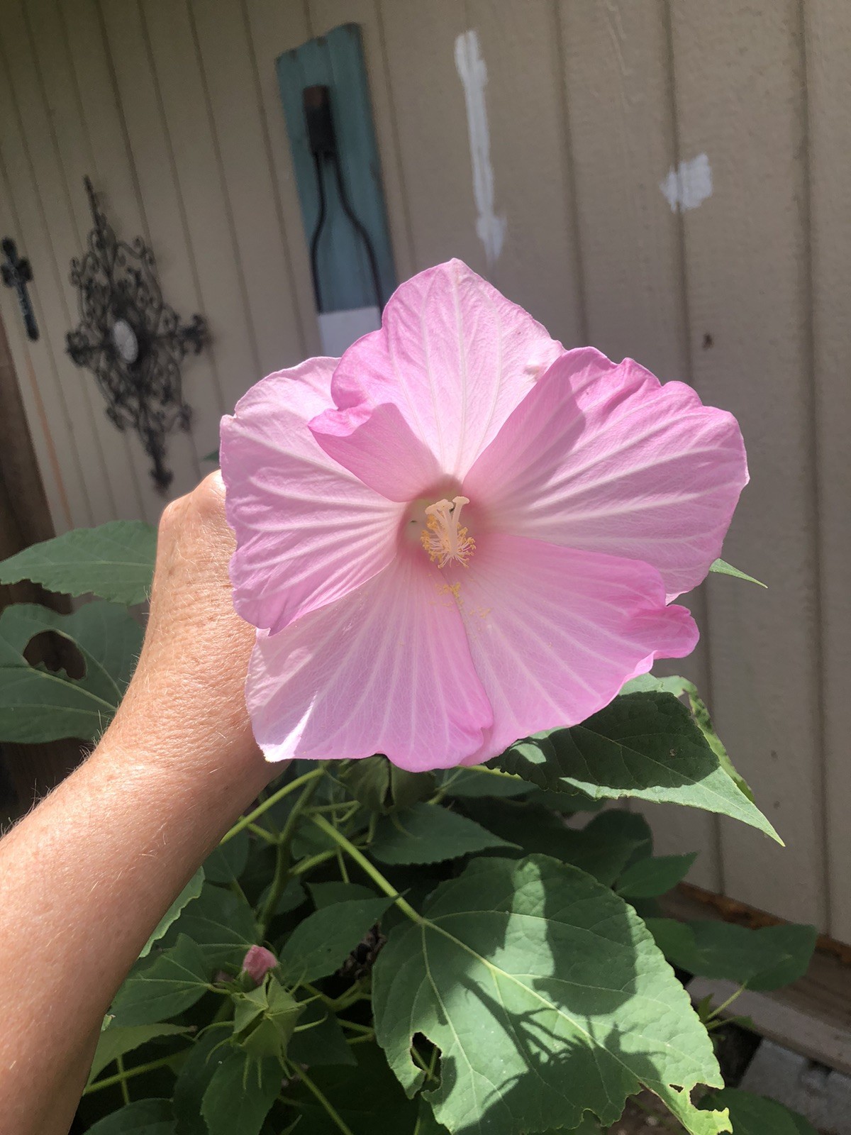 100+ Mixed Pink & White Hibiscus Moscheutos Rose Mallow seeds Free US shipping!