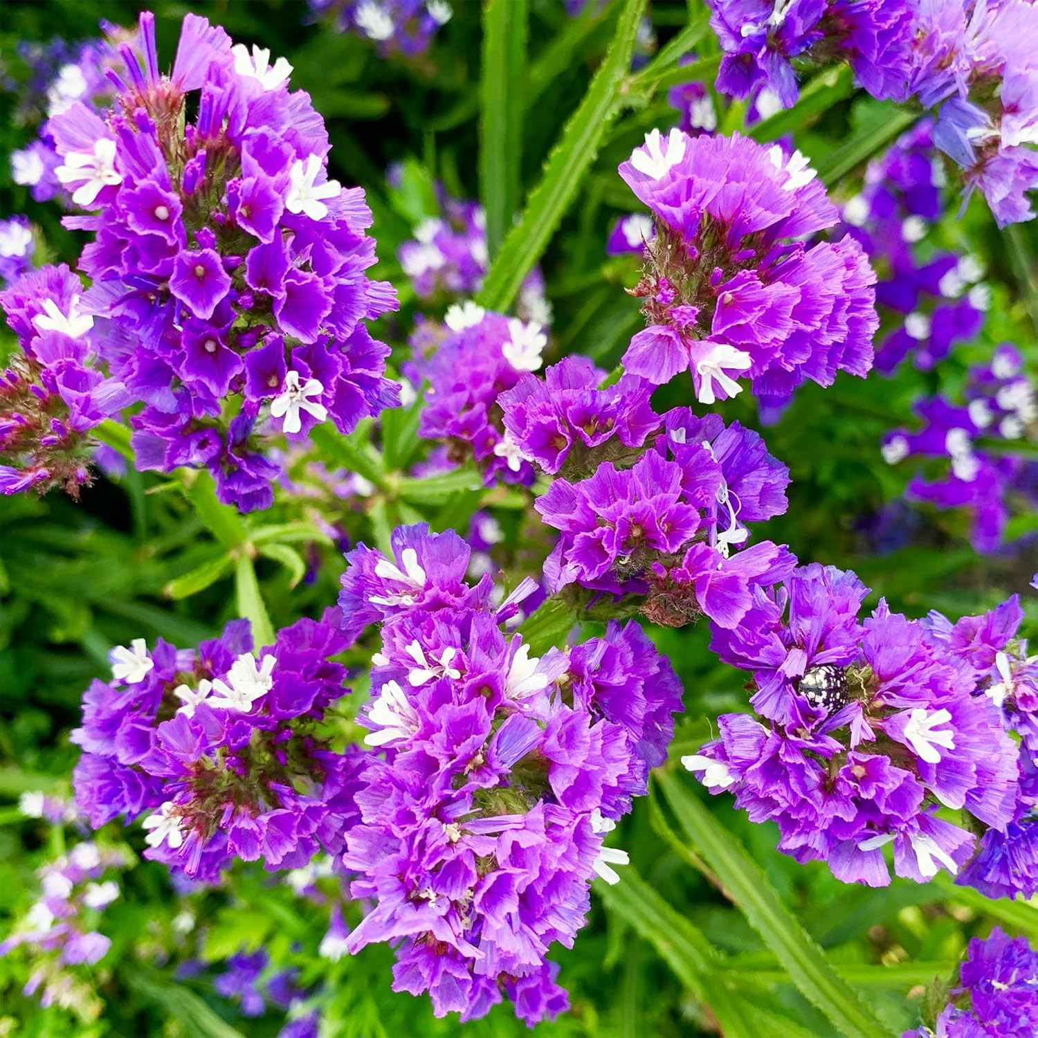 1000+ Perennial Limonium Statice Flower Seeds for Planting Non-Gmo Heirloom