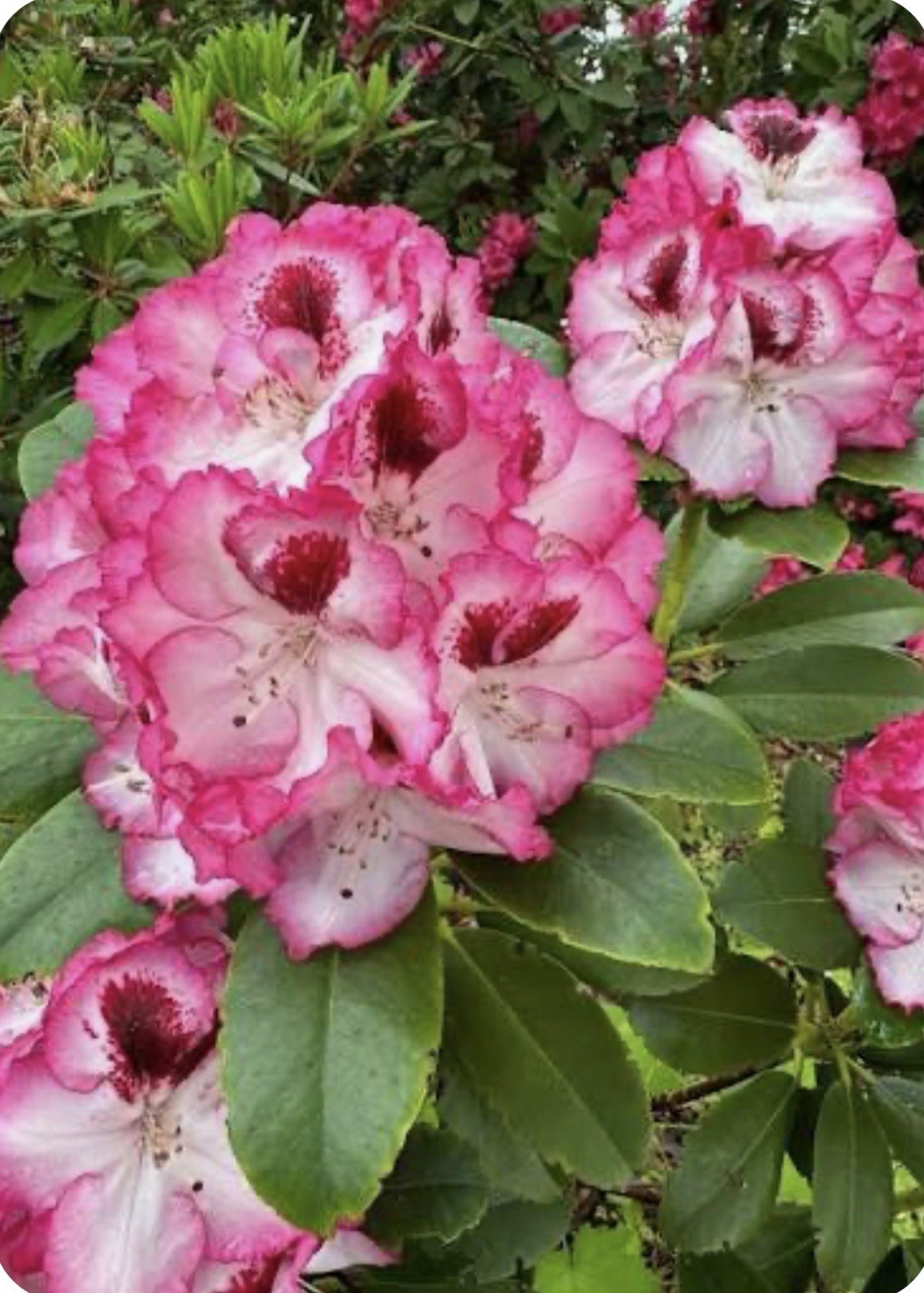 Cherry Cheesecake Rhododendron~Well Rooted Starter Plant