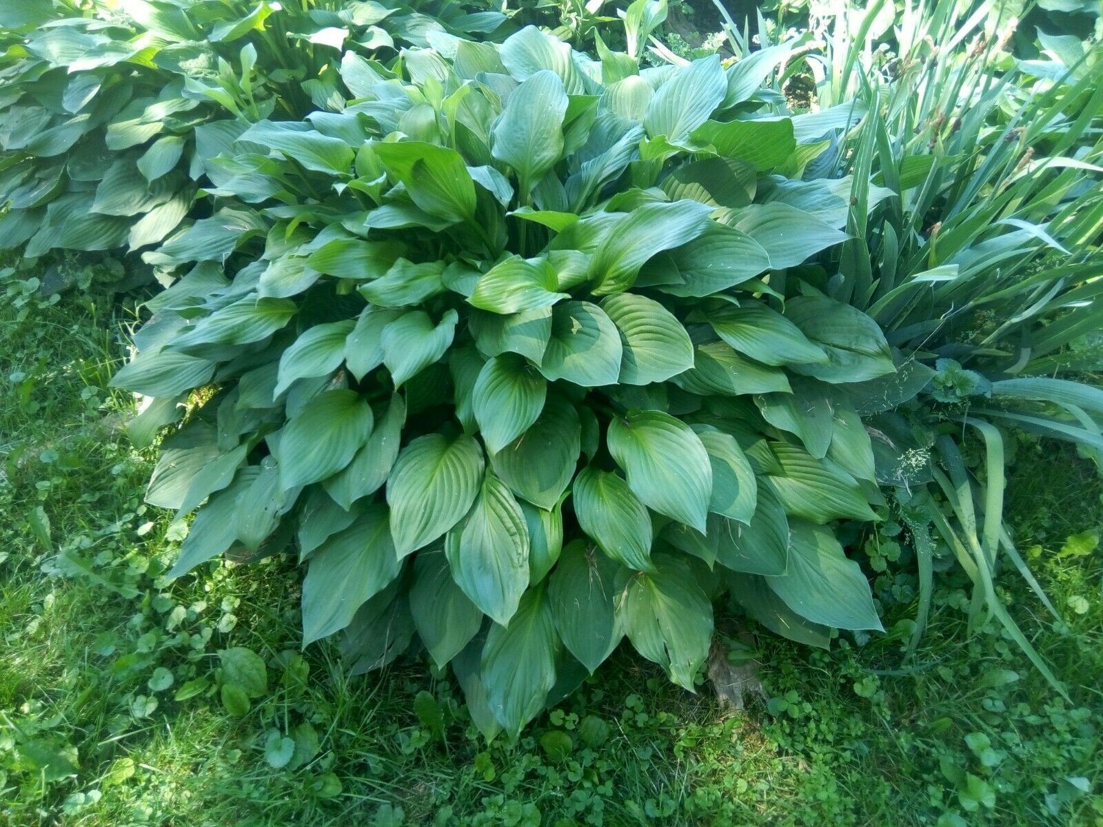 3x Hosta Eyes Live Plant Green Plantain Lily, Purple Flowers Bare Root Pre Order