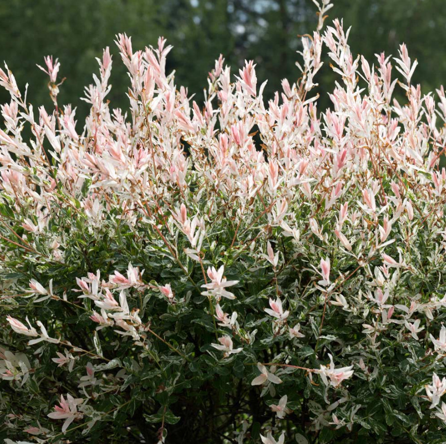 Japanese Dappled Nishiki Willow – Live Shrub/Tree in 4-Inch Pot (8–12″ Tall)