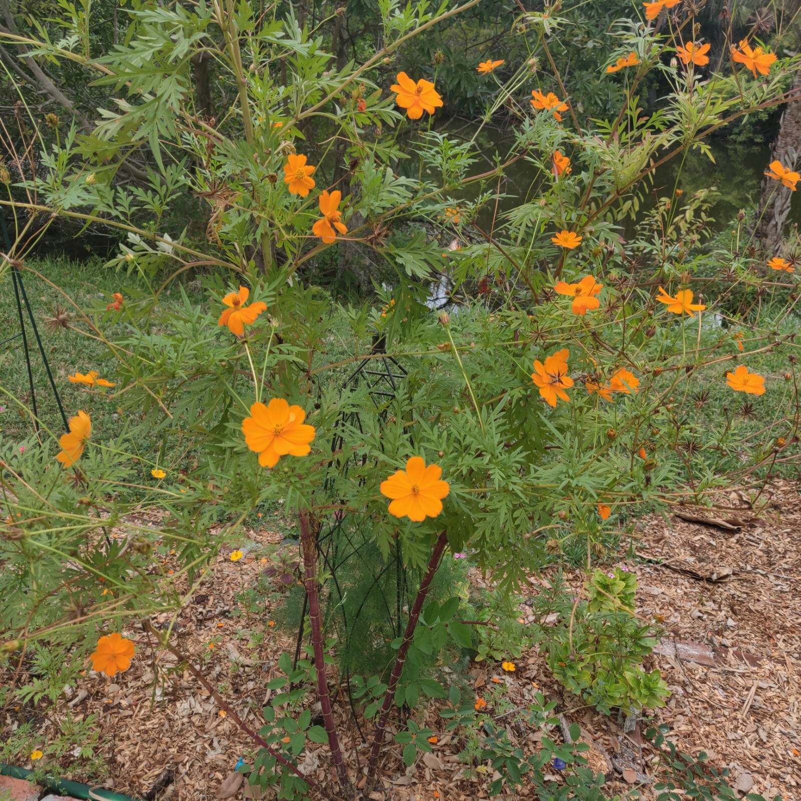 Cosmos Flower Seeds Orange / 200+ / Beautiful / FREE SHIPPING