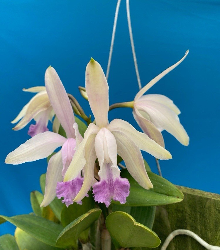 Cattleya intermedia aquinii coerulea X C. violacea Blue White Orchid NBS 4” Pot