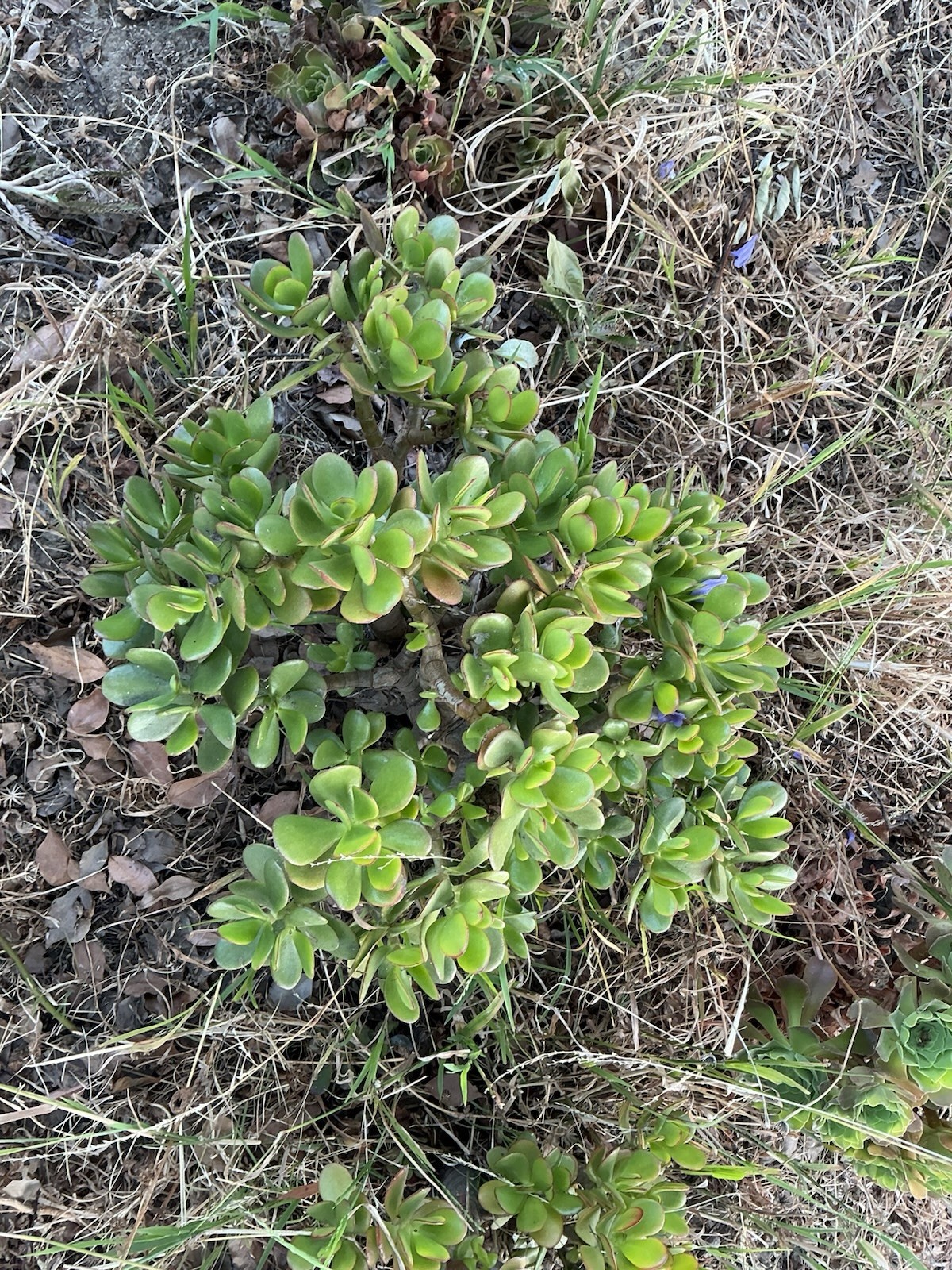 Healthy lush green Crassula Ovata Jade Plant cluster, Rooted 18” tall with roots
