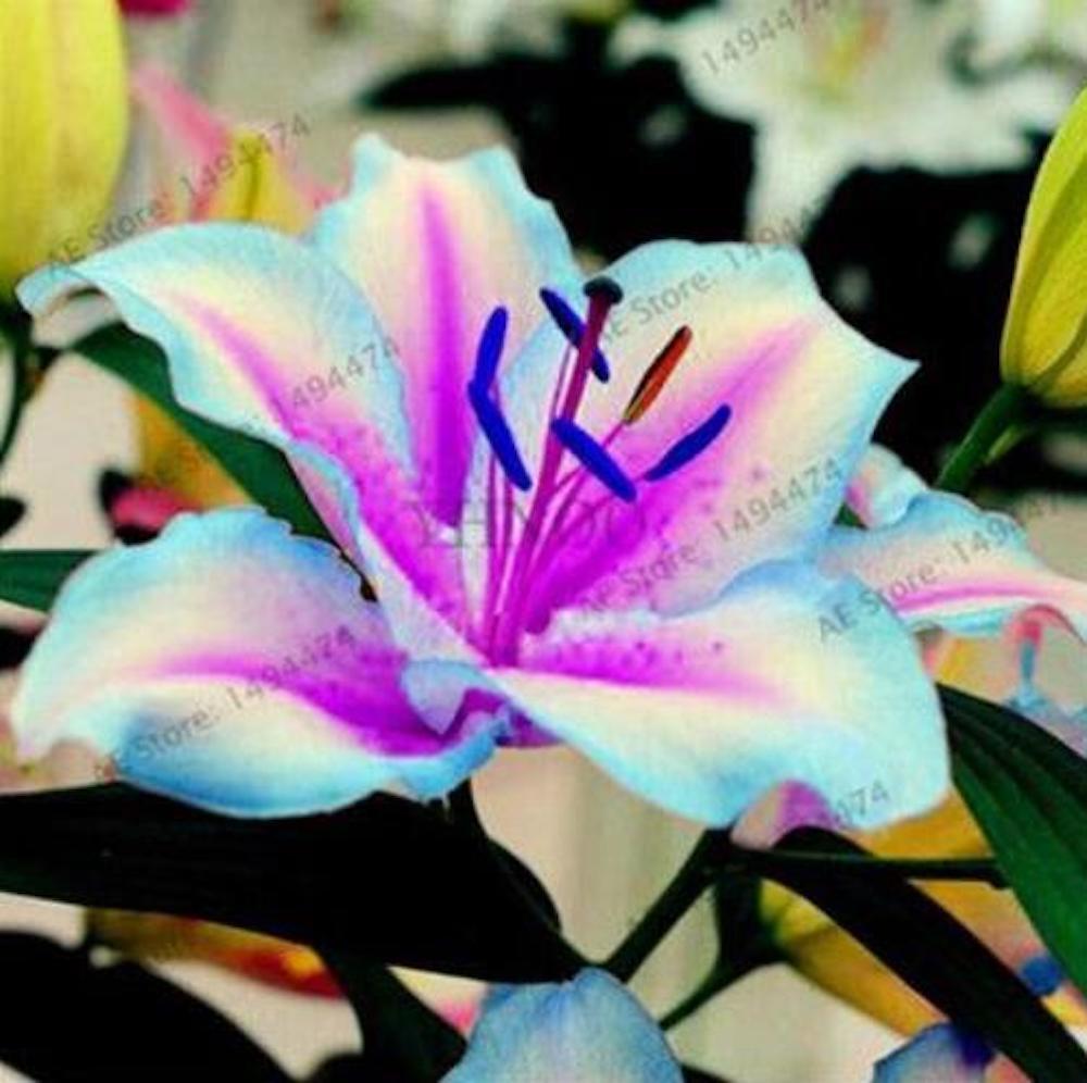 20 EXOTIC rare LILY SEEDS for garden flower perennial plant beds USA SELLER USPS