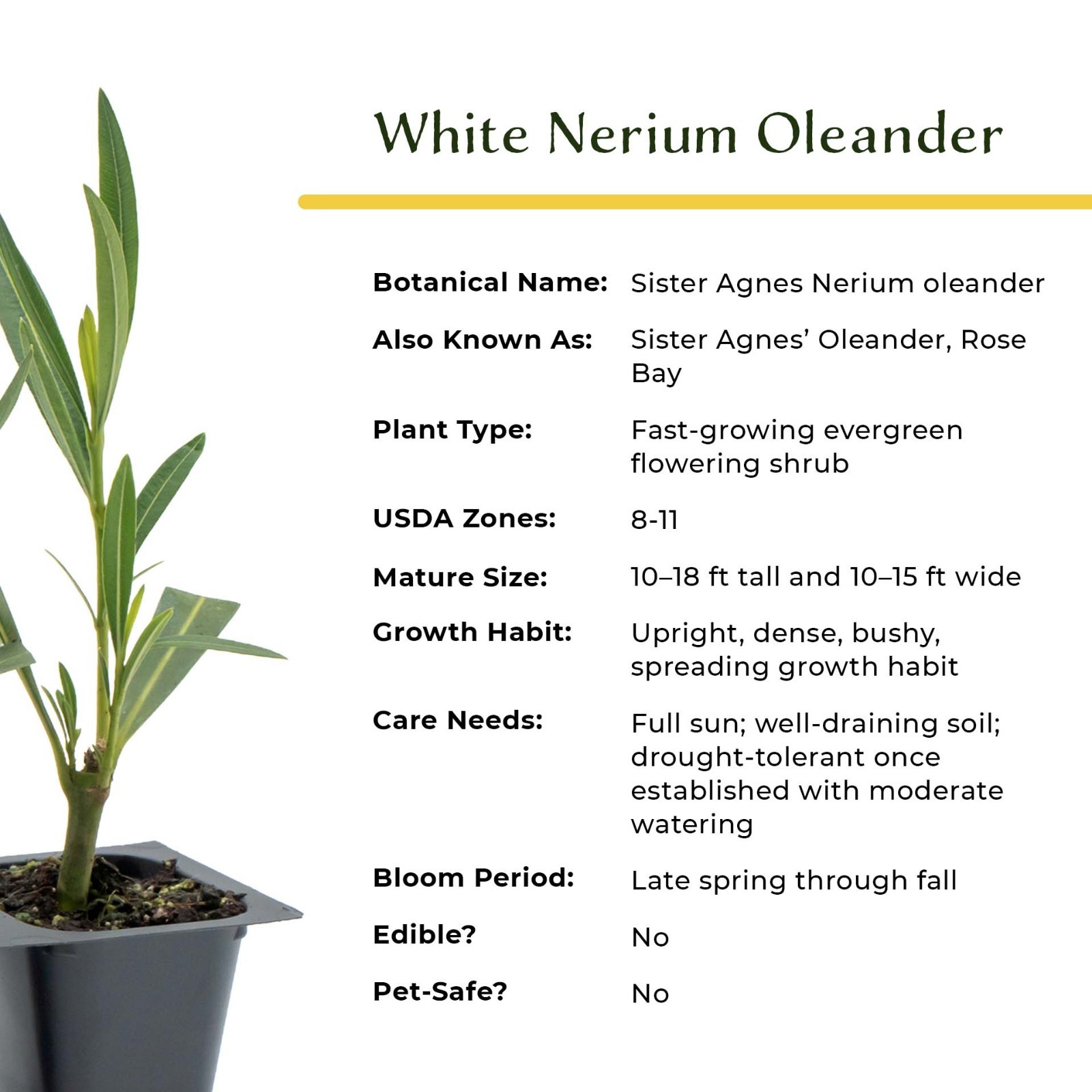 White Oleander (Sister Agnes Nerium oleander) in 2.5” Nursery Cubes, Live Plants